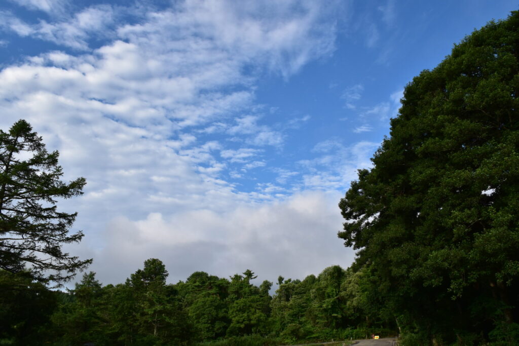 木々の間から見える青空