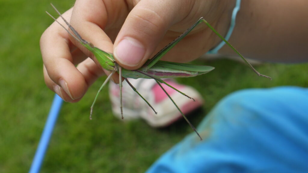 草にとまった虫