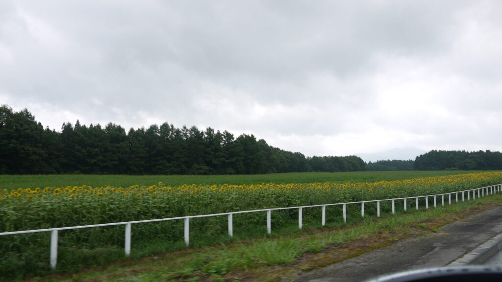 ひまわり畑と一本道