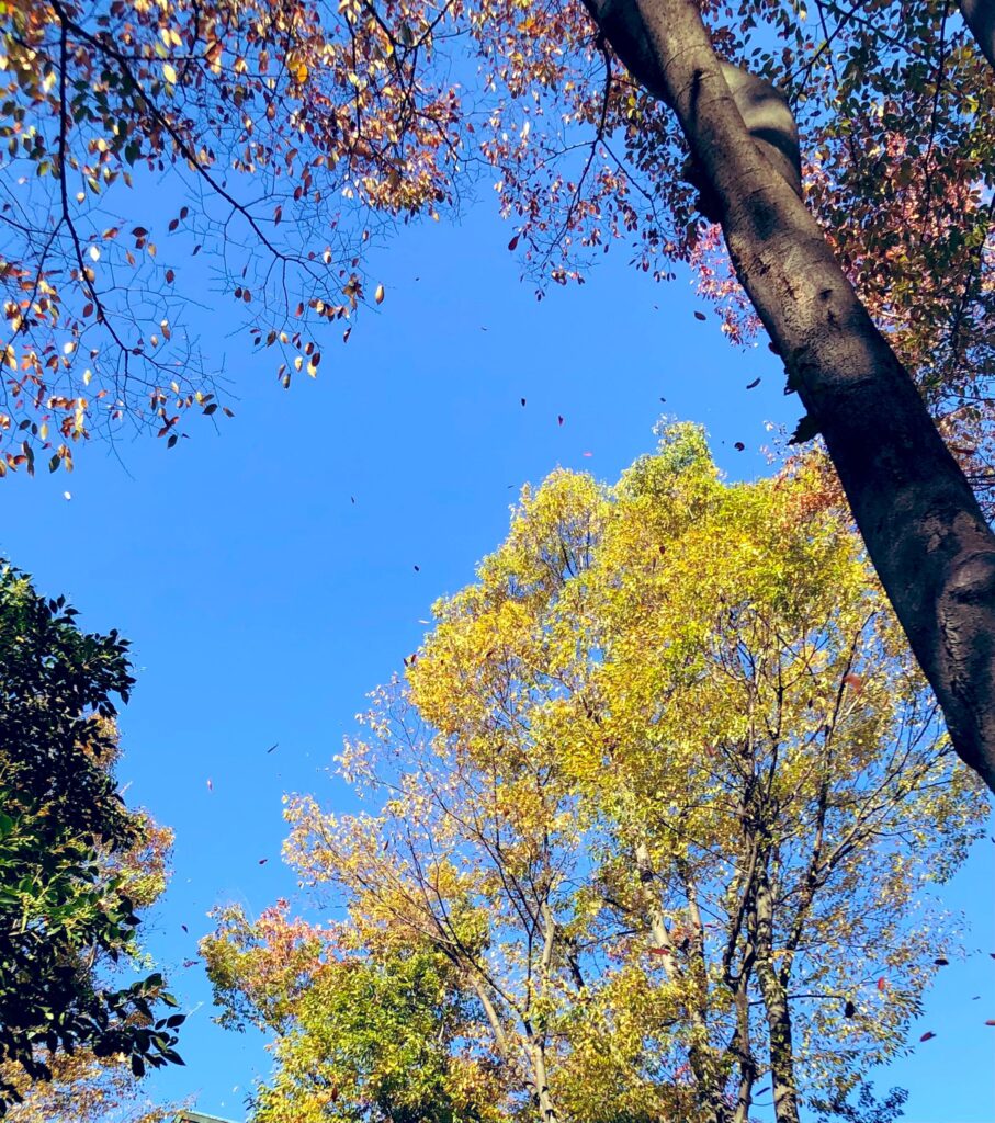 木の下から見上げた紅葉と青空