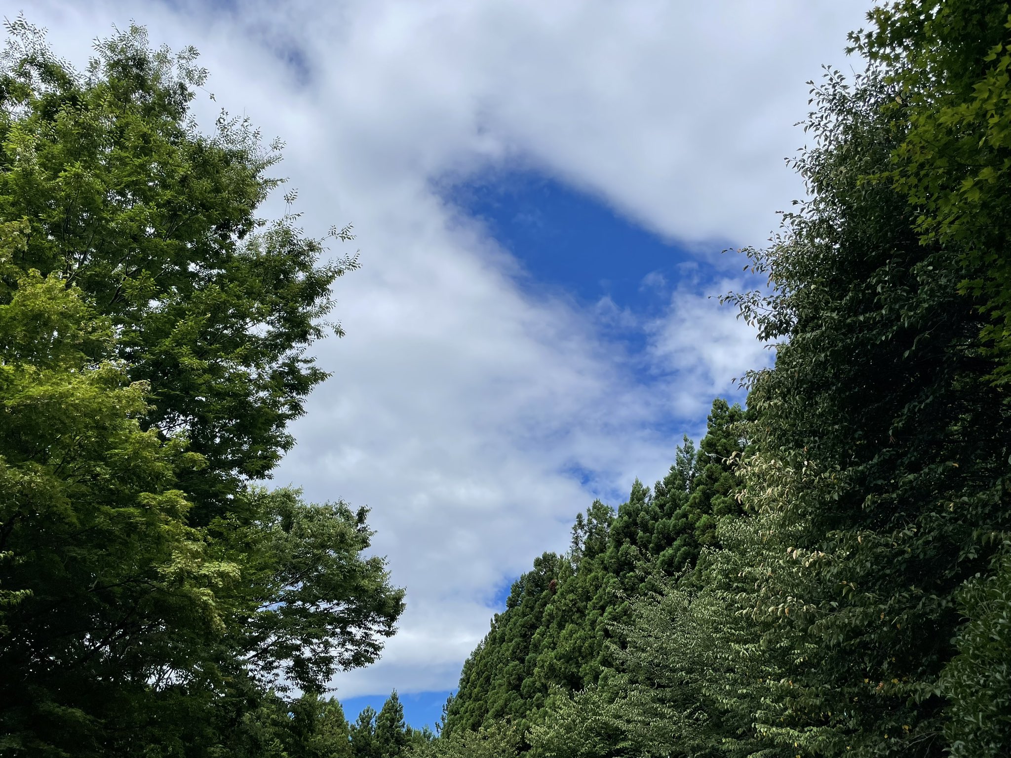 木陰の涼しさ