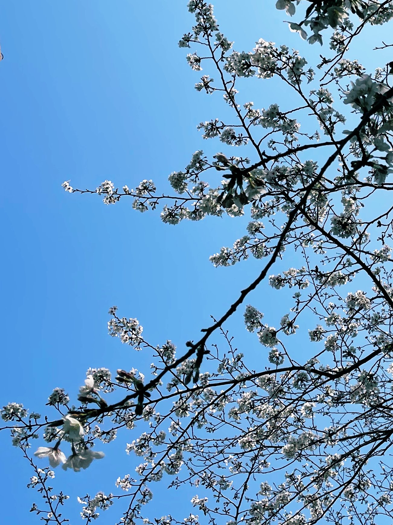 花見シーズンの桜と青空