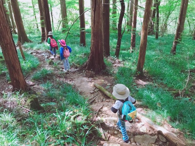 帽子とリュックで、杉林の下り道を歩く子どもたち