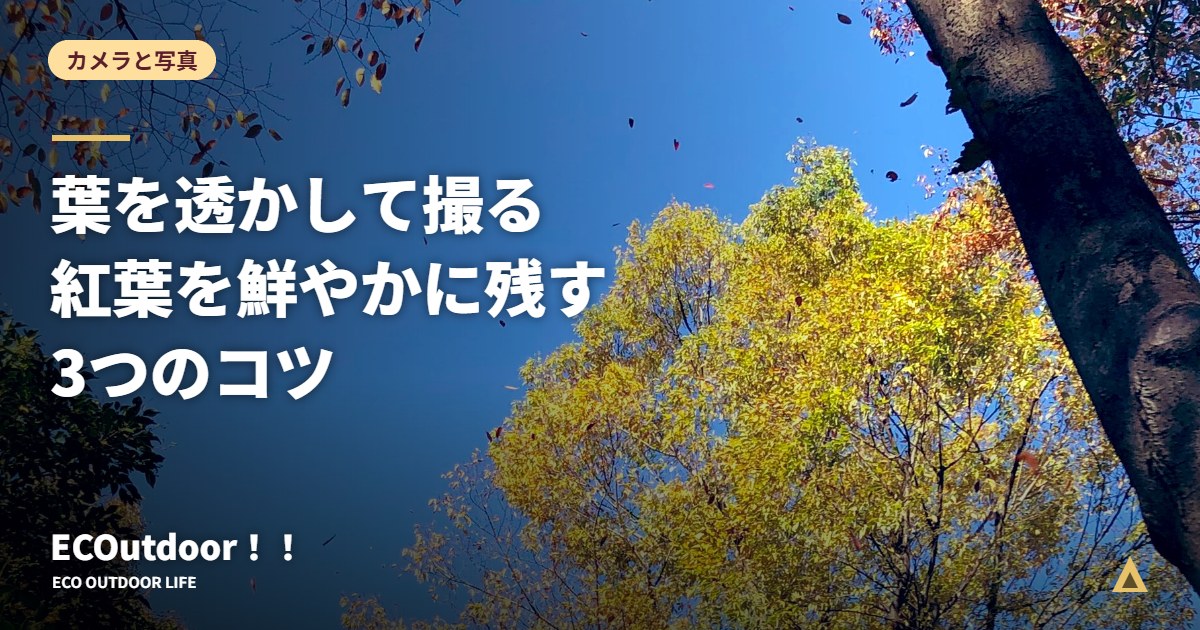 青空に透ける黄葉の木々を見上げた写真｜紅葉を鮮やかに残す3つのコツ